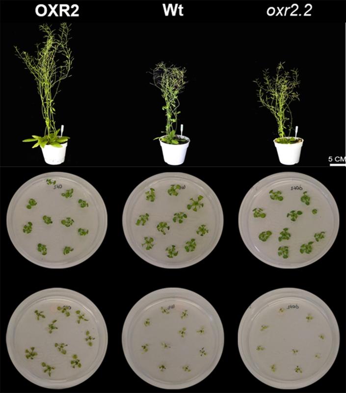 Abbildung 1: Arabidopsis thaliana Pflanzen