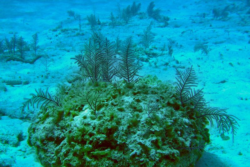 Horn corals of the species Antillogorgia elisabethae produce antibiotic natural substances. A research team at TUM has successfully produced one of these substances in the laboratory. (Image: Thomas Brück / TUM)