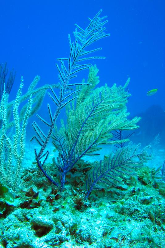 Horn corals of the species Antillogorgia elisabethae produce antibiotic natural substances. A research team at TUM has successfully produced one of these substances in the laboratory. (Image: Thomas Brück / TUM)