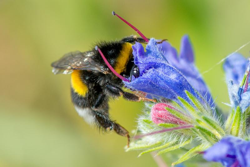 A buff-tailed bumblebee