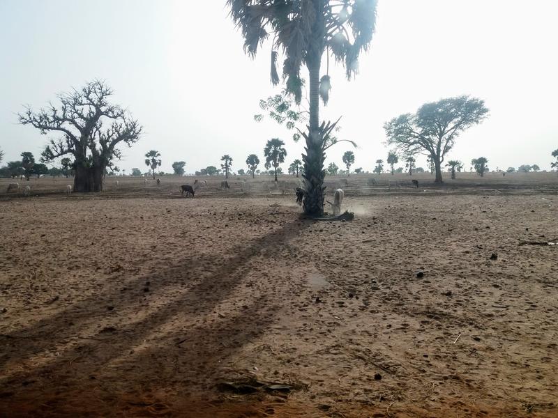 Trockene Böden erhöhen die Intensität von Stürmen, wie ein internationales ForscherInnen-Team nun zeigen konnte. Frühe Prognosen sind enorm wichtig. Im Bild: Aufnahme aus der Sahelzone in Kaffrine im Senegal.