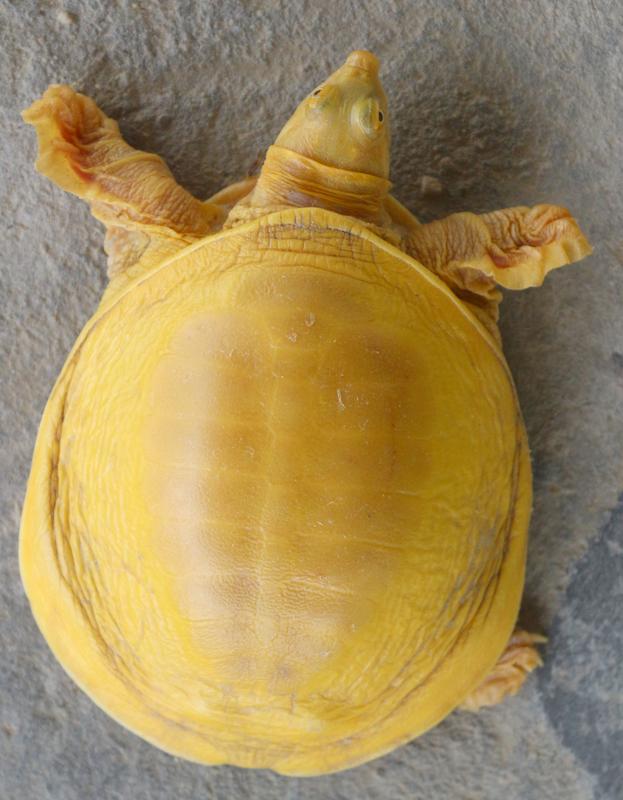 Die goldfarbige Indische Klappenweichschildkröte (Lissemys punctata)
