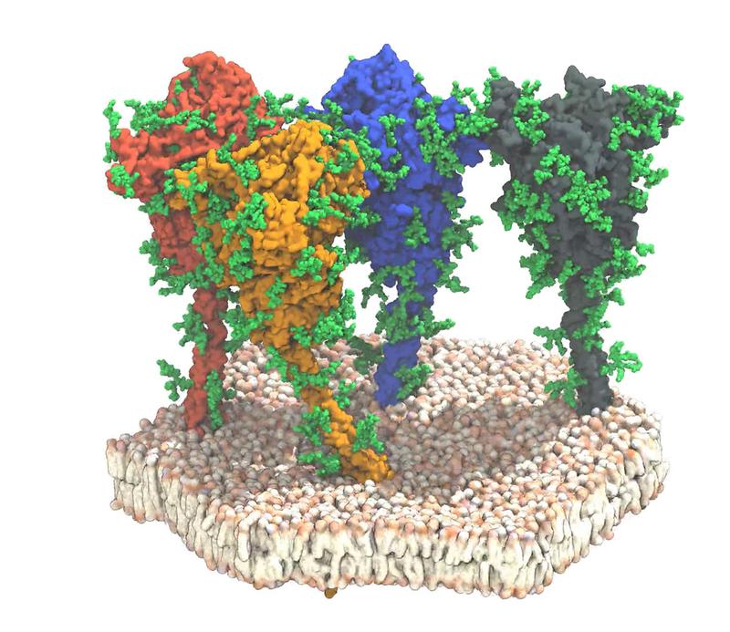 Simulation of four spike proteins (red, orange, blue and grey) of the SARS-CoV-2 virus. The proteins and lipids are shown in surface representation. The protective glycan chains are shown in green