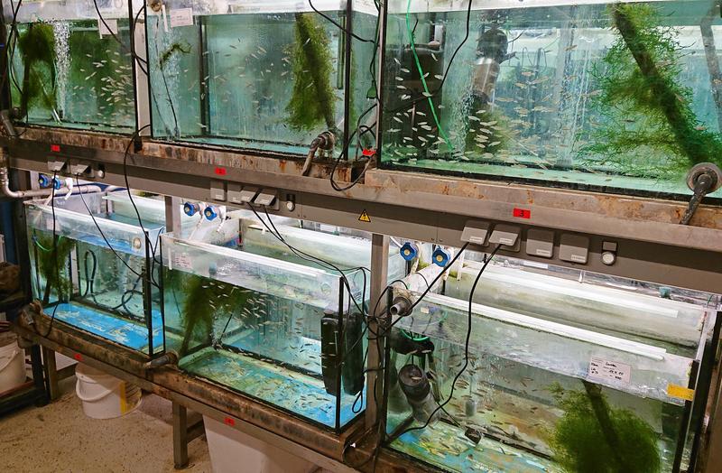 Scientists are collaborating in Effect-Net to investigate the effects of drugs and food additives in aquatic ecosystems