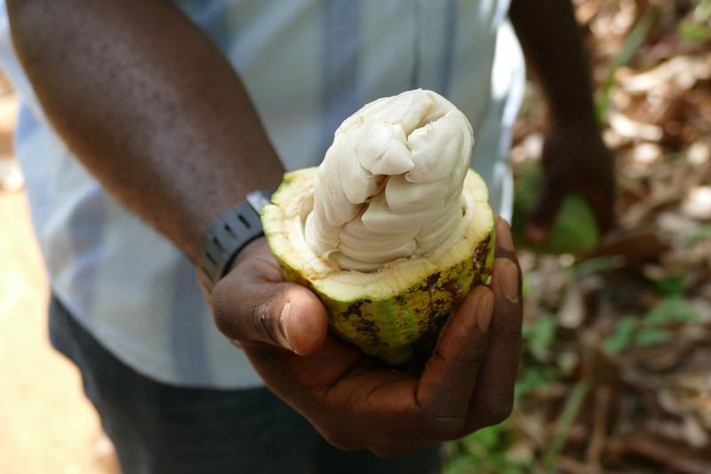 Beim Ernten der frischen Kakaofrüchte wird meist wenig auf Umwelt und Gesundheit der Kleinbauern geachtet. Das soll sich mit Hilfe des Projektes ändern. 
