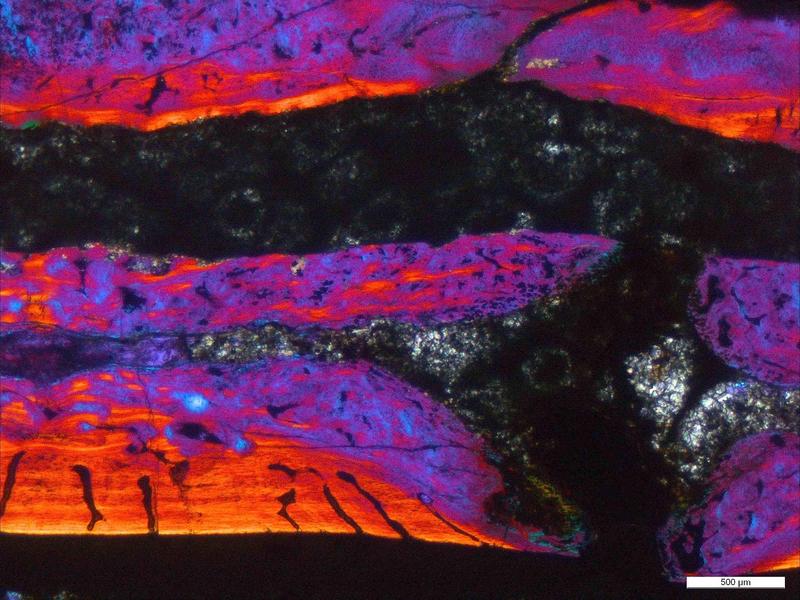 Dünnschliff der Wirbelsäule im Lichtmikroskop der ältesten Meeressauriergattung Mesosaurus (290 Millionen Jahre) aus der Permzeit. Die bunten Farben entstehen durch polarisiertes Licht. 