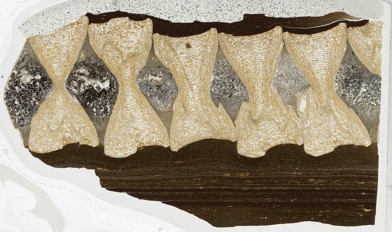 Thin section through a part of the spine of an ichthyosaur  from the Early Jurassic period (180 million years old) from Holzmaden in southern Germany. Remains of the intervertebral disc between the vertebrae are visibel. 