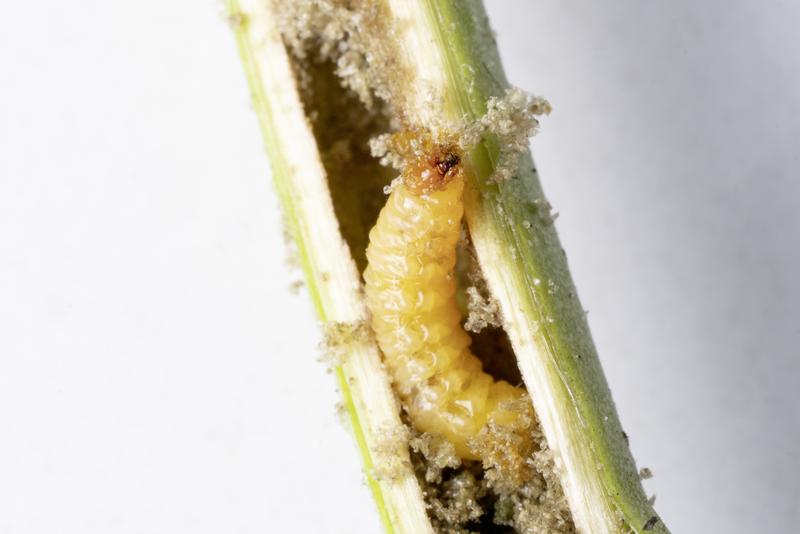 Die Larve des Rüsselkäfers Trichobaris mucorea im Stängel einer Nicotiana attenuata Pflanze.