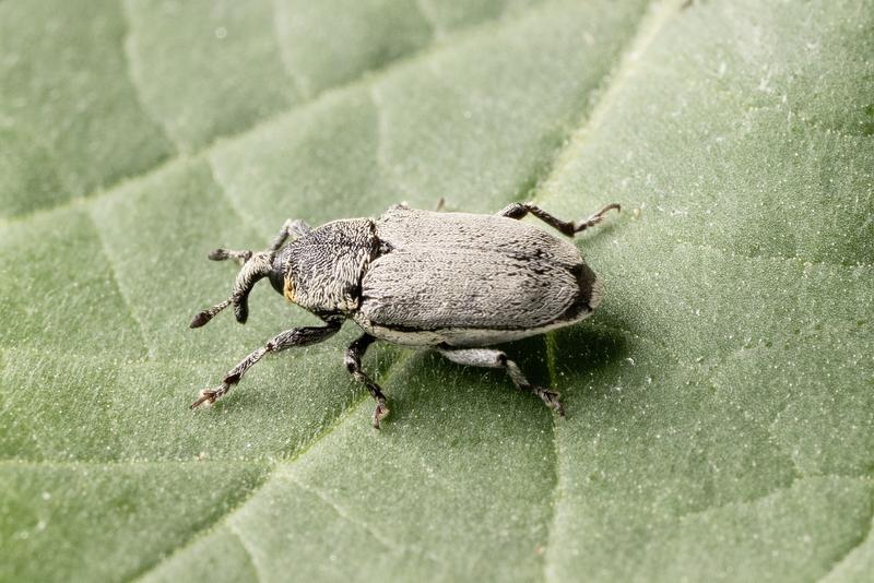 Adult weevil Trichobaris mucorea