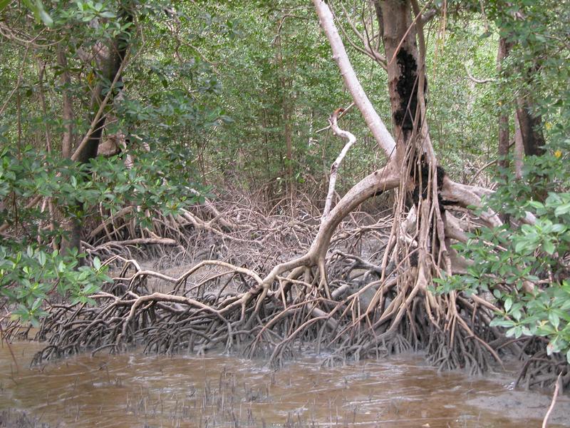 Mangrove in Nordbrasilien
