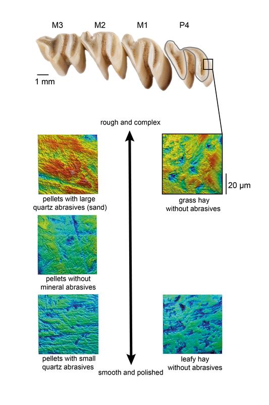 Microscopic images of surfaces of guinea pig teeth show the typical abrasions caused by different foods.