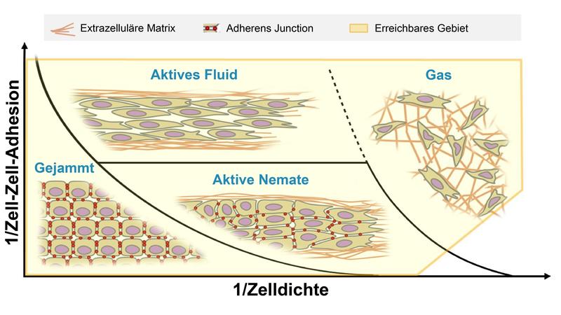 Schematische Darstellung verschiedener Bewegungsarten von Tumorgewebe in extrazellulärer Matrix.