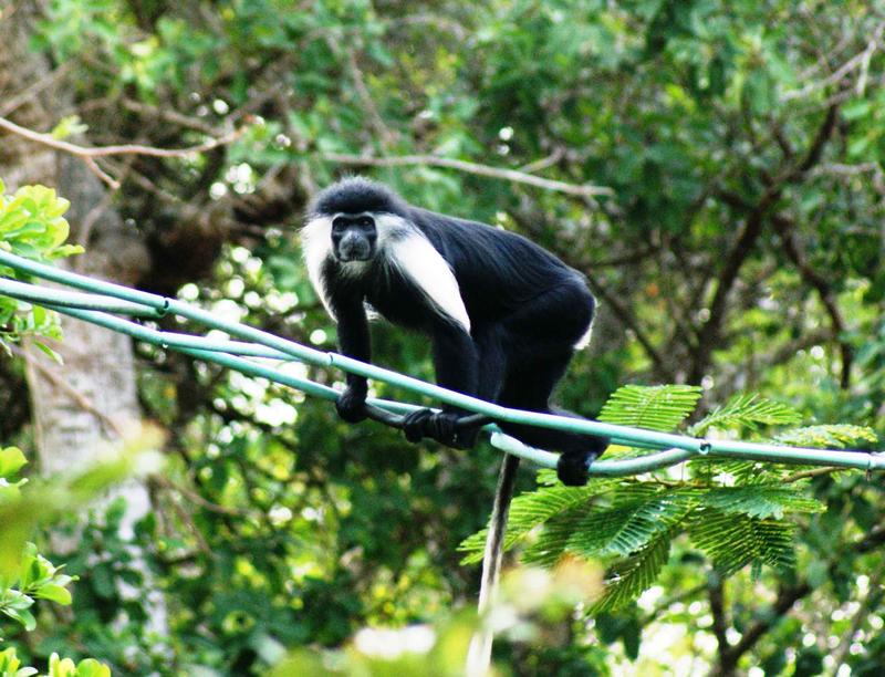 Rope bridges can effectively help primates to cross transportation or service corridors. Colobus monkey (Colobus angolensis palliatus) in Diani, Kenya.