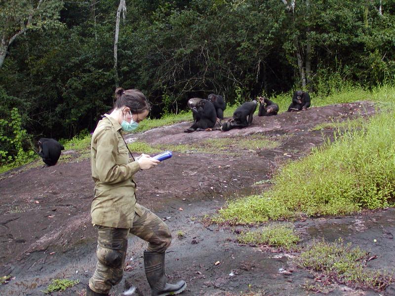 Long-term research has been shown to effectively conserve primates. Researcher recording data on a group of habituated chimpanzees (Pan troglodytes verus) in Taï National Park, Ivory Coast.