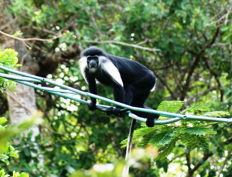 Seilbrücken helfen Primaten nachweislich, Straßen und andere Transportwege sicher zu überqueren. Colobus-Affe (Colobus angolensis palliatus) in Kenia.