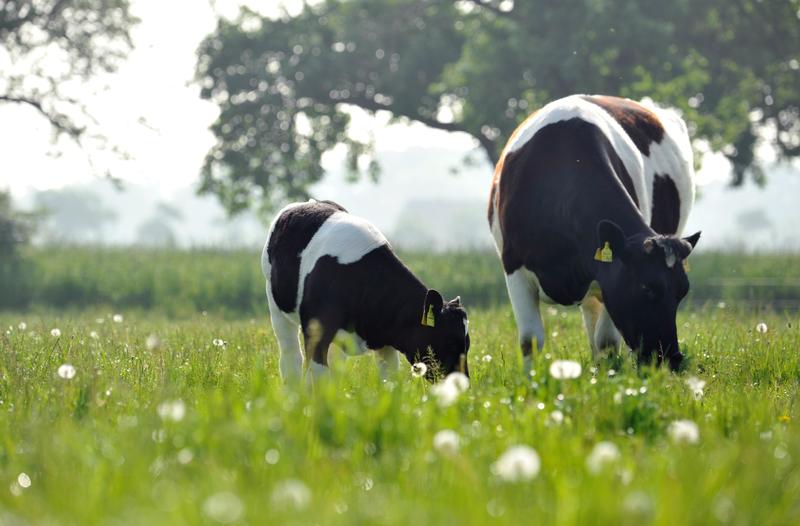 Cattle on pasture