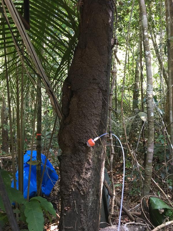 Kürzlich entdeckten Wissenschaftler im Amazonas-Regenwald, dass sich das Verhältnis der beiden chiralen Formen von α-Pinen umkehrt. Für Nora Zannoni und ihre Kollegen kommen Termitennester als Emissionsquelle in Frage. 