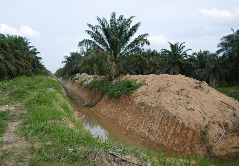 Auf einer industriellen Ölpalmenplantage befindet sich ein kürzlich errichteter Hochwasserschutzdamm.