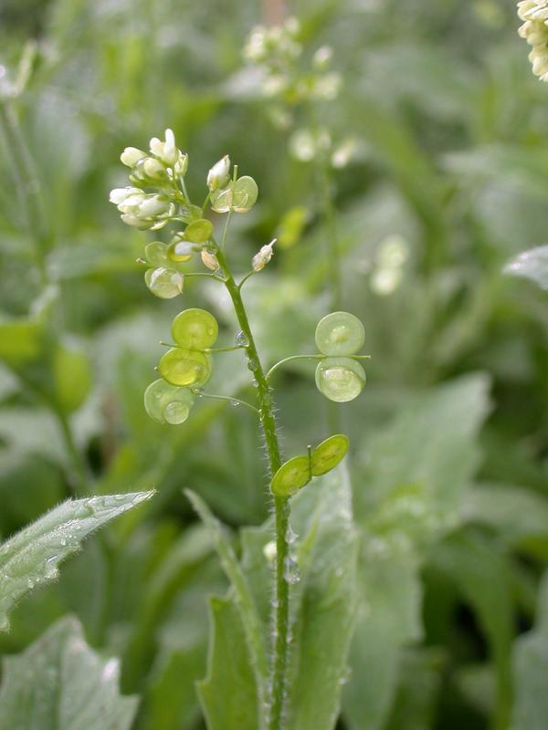 Das Brillenschötchen (Biscutella didyma).