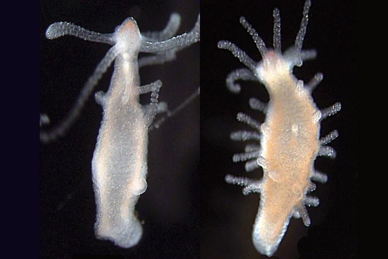 Tiere mit einem normalem Mikrobiom (links) zeigen im Vergleich weniger Tentakeln als ihre keimfrei gemachten Artgenossen. 