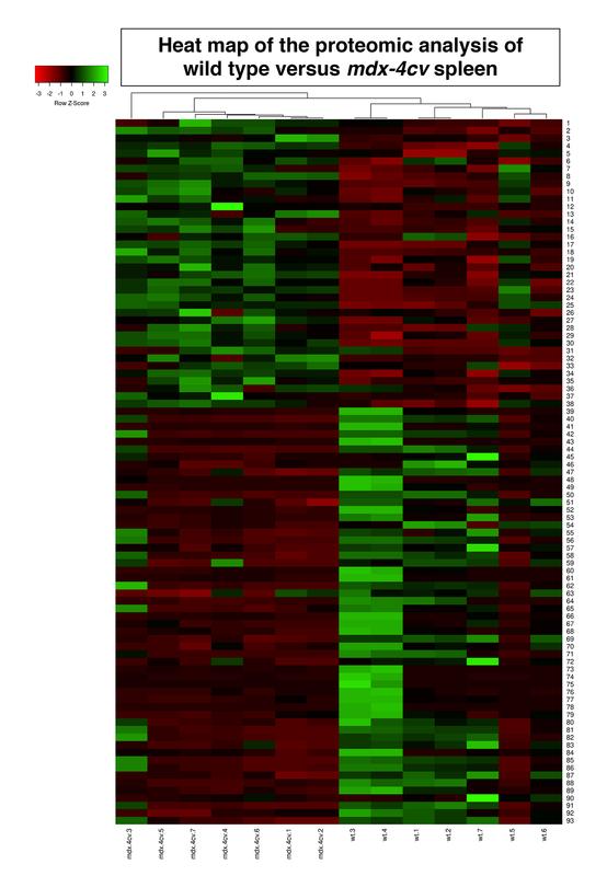 “Heat map” der Proteomanalyse: Das Diagramm, das an Wärmebildaufnahmen von Gebäuden angelehnt ist, zeigt die Unterschiede der Proteom-Analyse an den Duchenne-Mäusen im Vergleich zur nicht erkrankten Kontrollgruppe. 