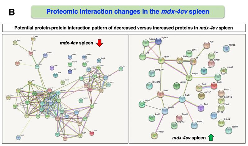 The figure shows an overview of the potential protein-protein interaction patterns at reduced (left) and increased (right) protein concentrations in the spleen of Duchenne mice. 