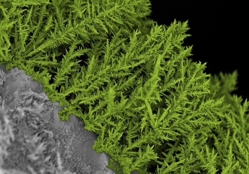 Künstlich hergestellte Mikrofarne wurden mit Zinkoxid, Zinksulfid und Nickel beschichtet. Elektronenmikroskopische Aufnahme, nachkoloriert.