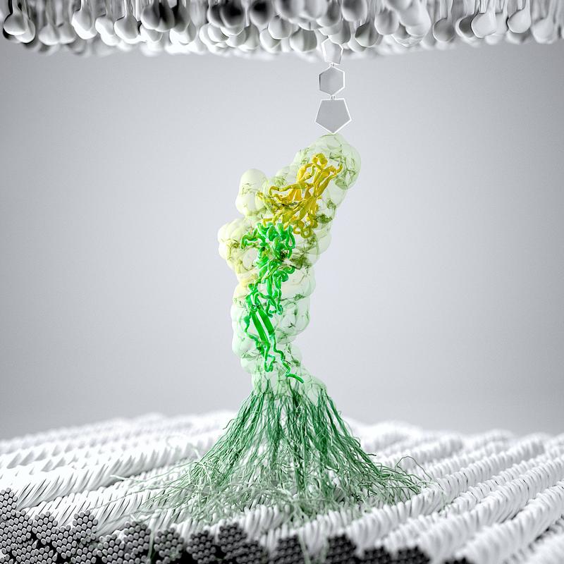 Depiction of a gut bacteria attached to cellulose fibers through adhesion proteins on the bacterial surface. Cohesin (yellow) and Dockerin (green) assemble into a protein complex in two possible configurations, referred to as dual binding modes.