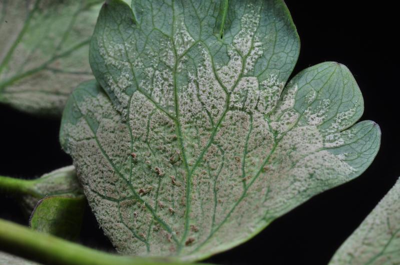 Blattunterseite mit Sporen von Peronospora aquilegiicola. 