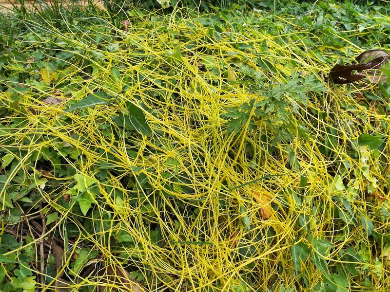 Cuscuta reflexa