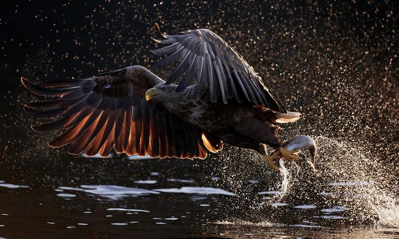 „Glanzlichter-Naturfotograf 2020“ ist Markus Varesvuo aus Finnland mit dem Bild „Beuteflug“. 