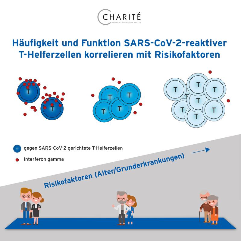 Je älter COVID-19-Betroffene sind, desto mehr T-Helferzellen bilden sie aus, die auf das Virus reagieren. Immer weniger dieser Zellen produzieren jedoch den antiviralen Botenstoff Interferon gamma. Dieselbe Korrelation gilt bei höherem Komorbiditätsindex.