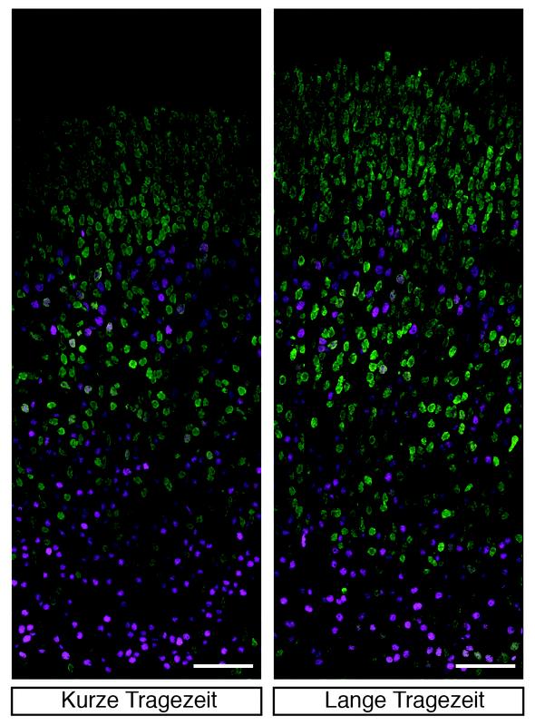 Nervenzellen in den tiefen (Magenta) und oberen  (grün) Neokortex-Schichten bei Mäusen mit kurzer (links) und langer (rechts) Tragezeit. Die Nervenzell-Zunahme in den oberen Schichten im Mausembryo mit langer Tragezeit ist offensichtlich. Maßstab: 50 µm. 