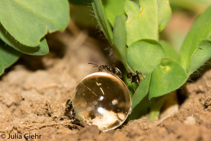 Cognitive control of invasive animals: Those who understand how ants think can manipulate their preferences.