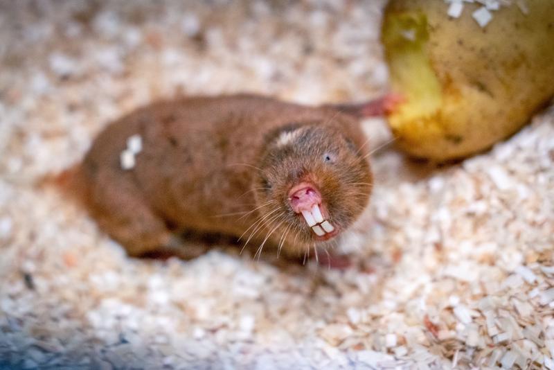 Ansell's mole rats perceive the Earth’s magnetic field. As a nearly blind, subterranean species, they use this exotic sense to dig mile-long tunnels below the Zambian savannah.
