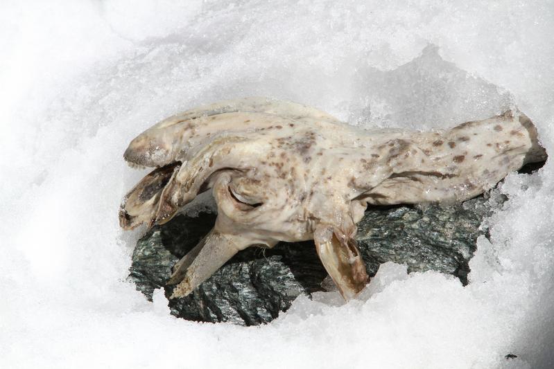 Die im Ahrntal (Südtirol-Italien) gefundene 400 Jahre alte Gämse.