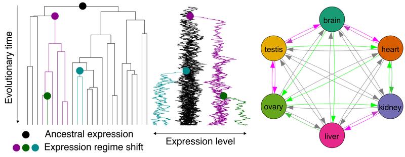 Komplexe evolutionäre Zusammenhänge: Die langfristige Expression in einem Organ prädisponiert Gene für die spätere Nutzung auch in anderen Organen.