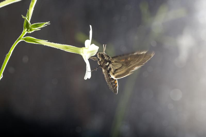 Ein Tabakschwärmer trinkt Nektar aus einer Blüte der Tabakart Nicotiana alata. 