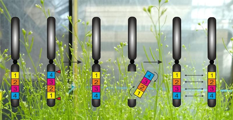 Eine Inversion (links) bei der Ackerschmalwand (Hintergrund) lässt sich mit CRISPR/Cas rückgängig machen (Mitte), um den Austausch von Genen (rechts) im betroffenen Abschnitt wiederzubeleben. (Abbildung: Michelle Rönspies, KIT)