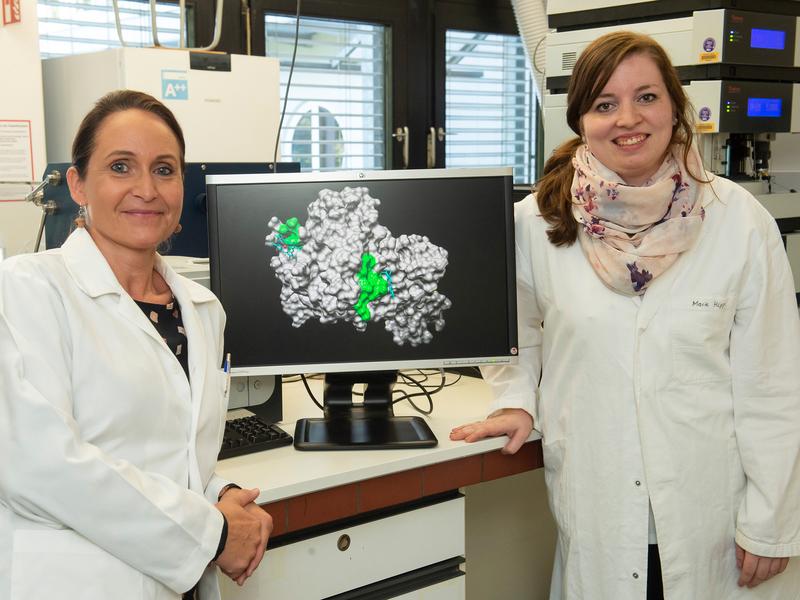 Prof. Dr. Diana Imhof (links) und Marie-Thérèse Hopp vom Pharmazeutischen Institut der Universität Bonn neben dem Strukturmodell von APC mit den Bindungsstellen für Häm (grün). 