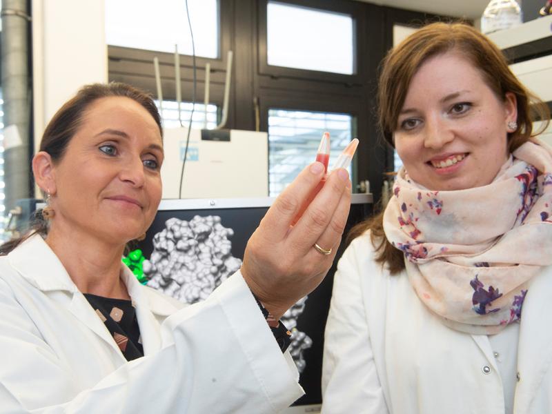 Prof. Dr. Diana Imhof (links) und Marie-Thérèse Hopp vom Pharmazeutischen Institut der Universität Bonn mit Blutproben, wovon die eine (rechts) bei Vorinkubation von APC mit Häm durch Inhibierung des Proteins schneller geronnen ist. 