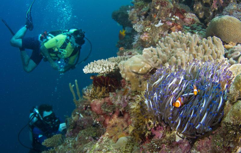 A pair of anemonefish hiding from divers in tentacles of their host anemone.