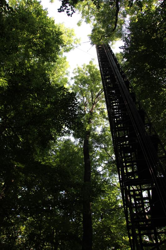 Die Abteilung Bioklimatologie der Fakultät für Forstwissenschaften und Waldökologie der Universität Göttingen ist mit einem meteorologischen Messsturm im Nationalpark Hainich am Mess-Netzwerk ICOS beteiligt.