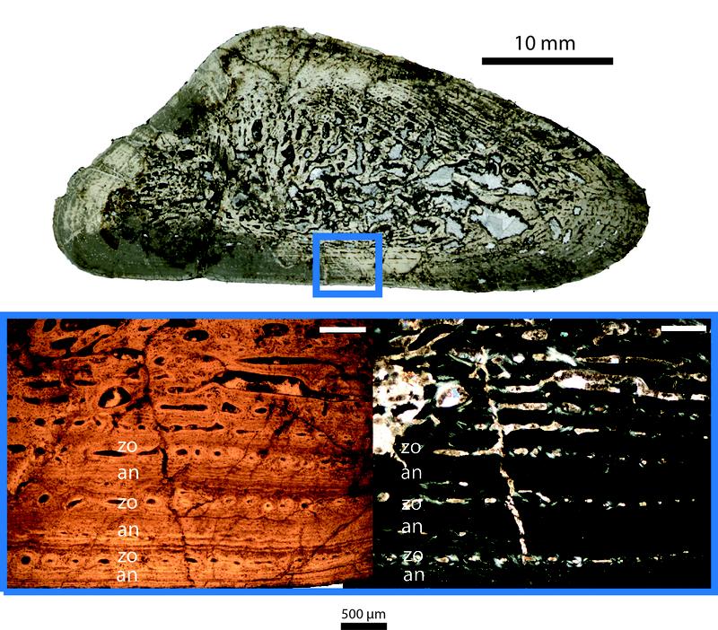 Cross-section through a humerus of Panthasaurus maleriensis (above), the growth sequence is marked in blue. Below: Histological thin-section of the bone growth. Shown is the periodic occurrence of zones (zo) and annuli (an). 