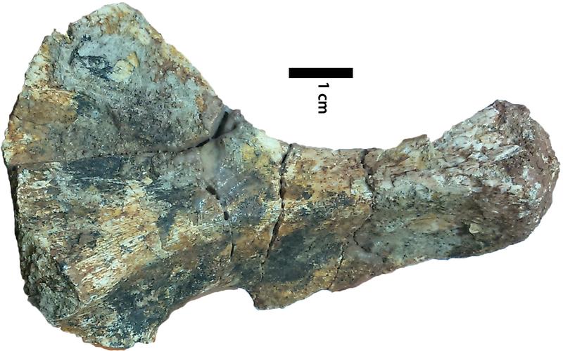 Morphologie eines Oberarmknochens des Panthasaurus maleriensis aus der späten Trias von Zentralindien. 