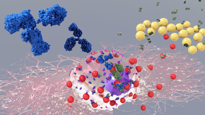 Künstlerische 3D Darstellung einer Mastzelle mit IgE Antikörpern und Staphylococcus aureus Bakterien