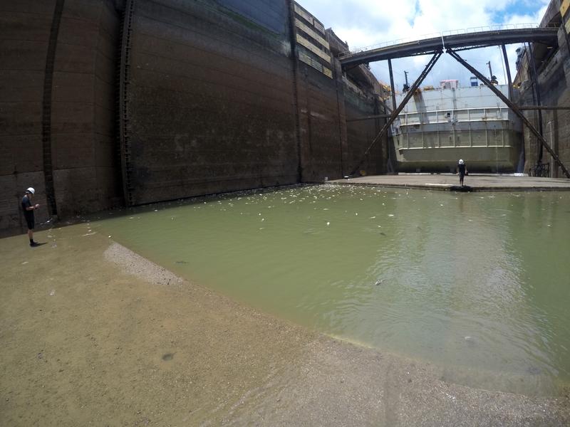 Sampling fish at the Panama Canal Miraflores locks