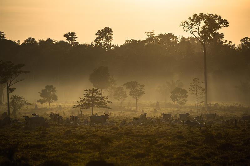 Im brasilianischen Amazonasgebiet (Provinz Mato Grosso) werden tropische Wälder durch Weideland für Rinder ersetzt. 