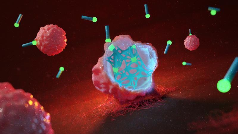 Die physikalische Struktur von Krebszellen wird durch ein sich in der Krebszelle bildendes Netz zerstört, wodurch diese ihren Selbstzerstörungsmechanismus aktiviert.