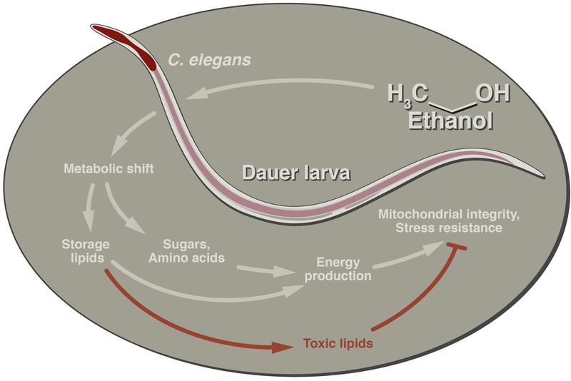 Alkohol aktiviert in den Würmern einen Schalter, der das metabolische Netzwerk der Larven umformt. Das Ethanol wird in Fettspeicher geleitet, wo daraus Aminosäuren und Zucker hergestellt werden. (Grafik: Sider Penkov/TU Dresden)